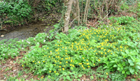 Anemone gialla gruppo