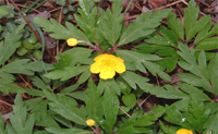 Anemone gialla particolare Anemone gialla particolare