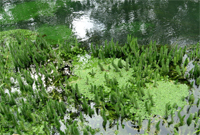 Le idrofite di carattere emergente e galleggiante presenti nel parco